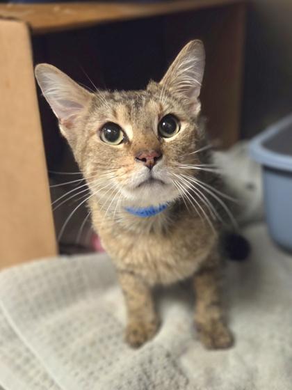 Cheese Tortellini, Adoptable, Adult Male Domestic Short Hair & Domestic Short Hair.