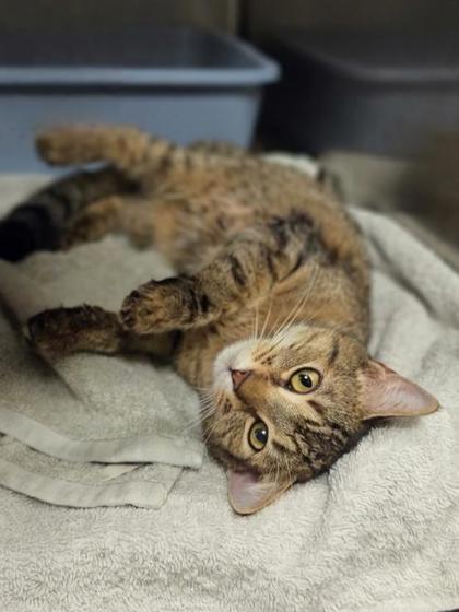 Cheese Tortellini, a Adoptable mixed breed in Westland, MI image 3/3
