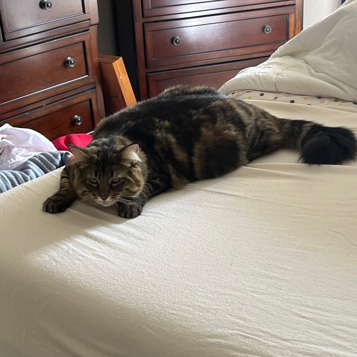 **COURTESY LISTING** Indy, a Adopted Domestic Long Hair in Moscow, ID image 1/3