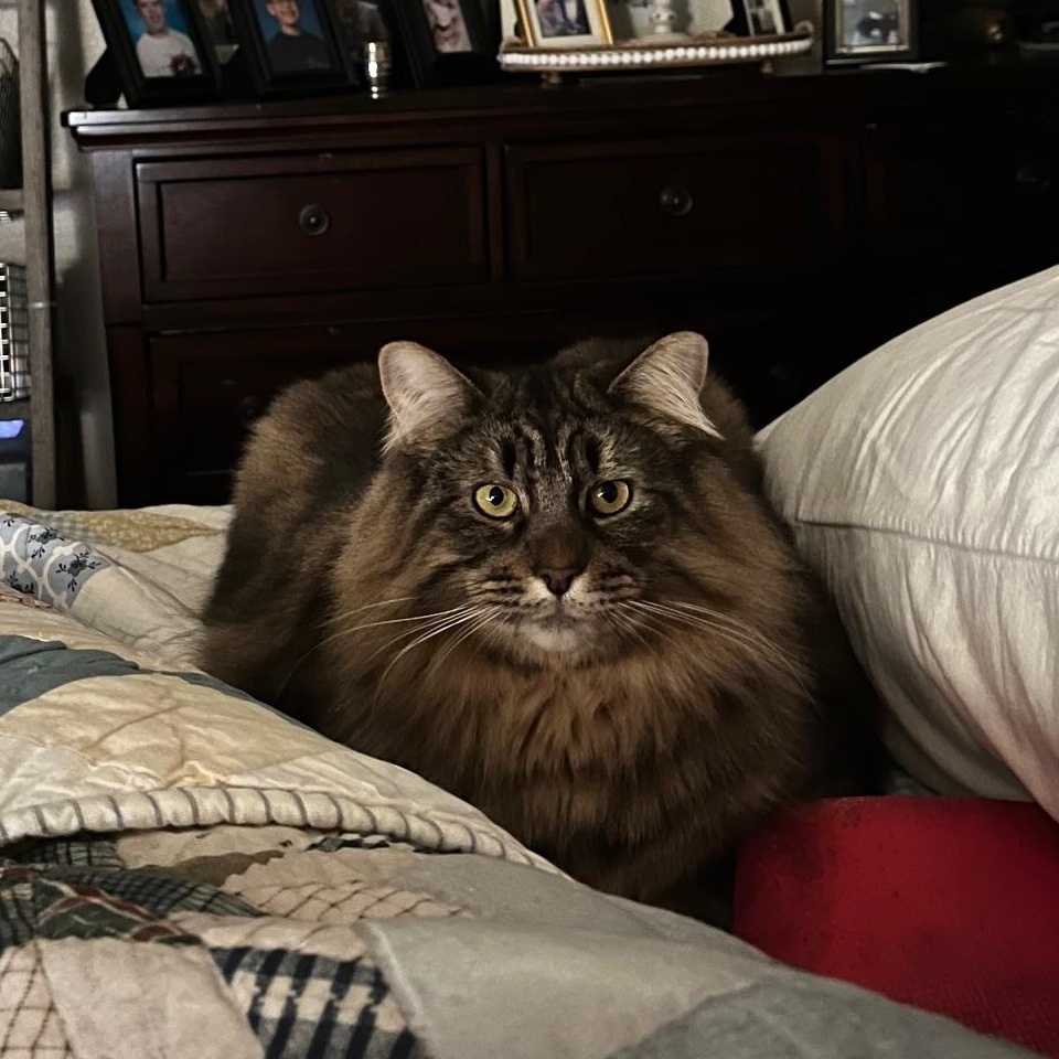 **COURTESY LISTING** Indy, a Adopted Domestic Long Hair in Moscow, ID image 2/3