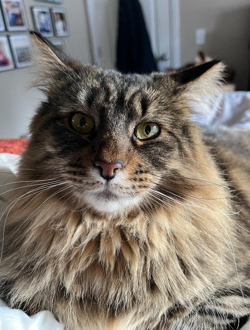 **COURTESY LISTING** Indy, a Adopted Domestic Long Hair in Moscow, ID image 3/3