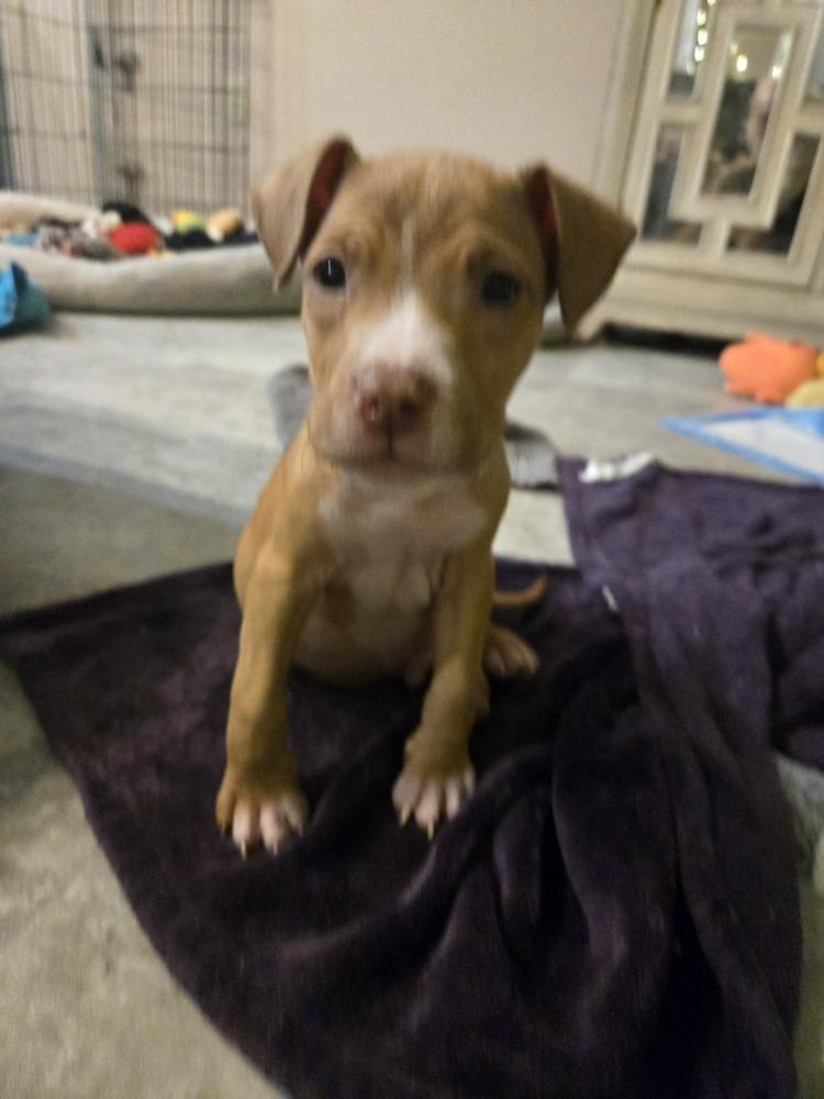 Java, Adoptable, Puppy Male Terrier & Jack Russell Terrier.