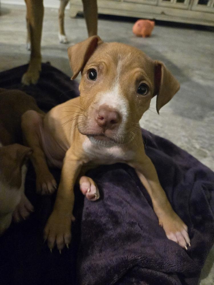 Enlarge Java, a Adoptable mixed breed in Irwin, PA image 2/5