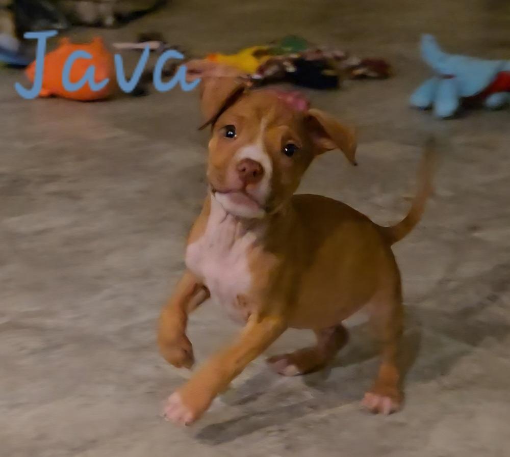 Enlarge Java, a Adoptable mixed breed in Irwin, PA image 3/5