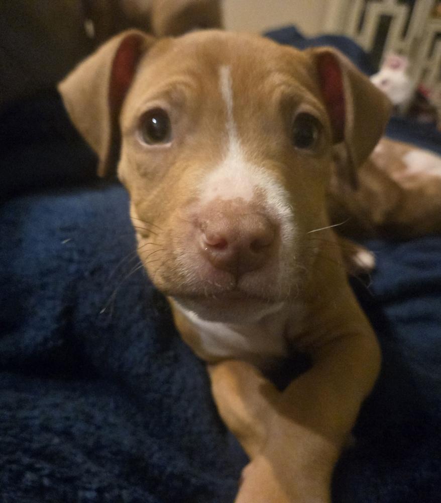 Enlarge Java, a Adoptable mixed breed in Irwin, PA image 4/5