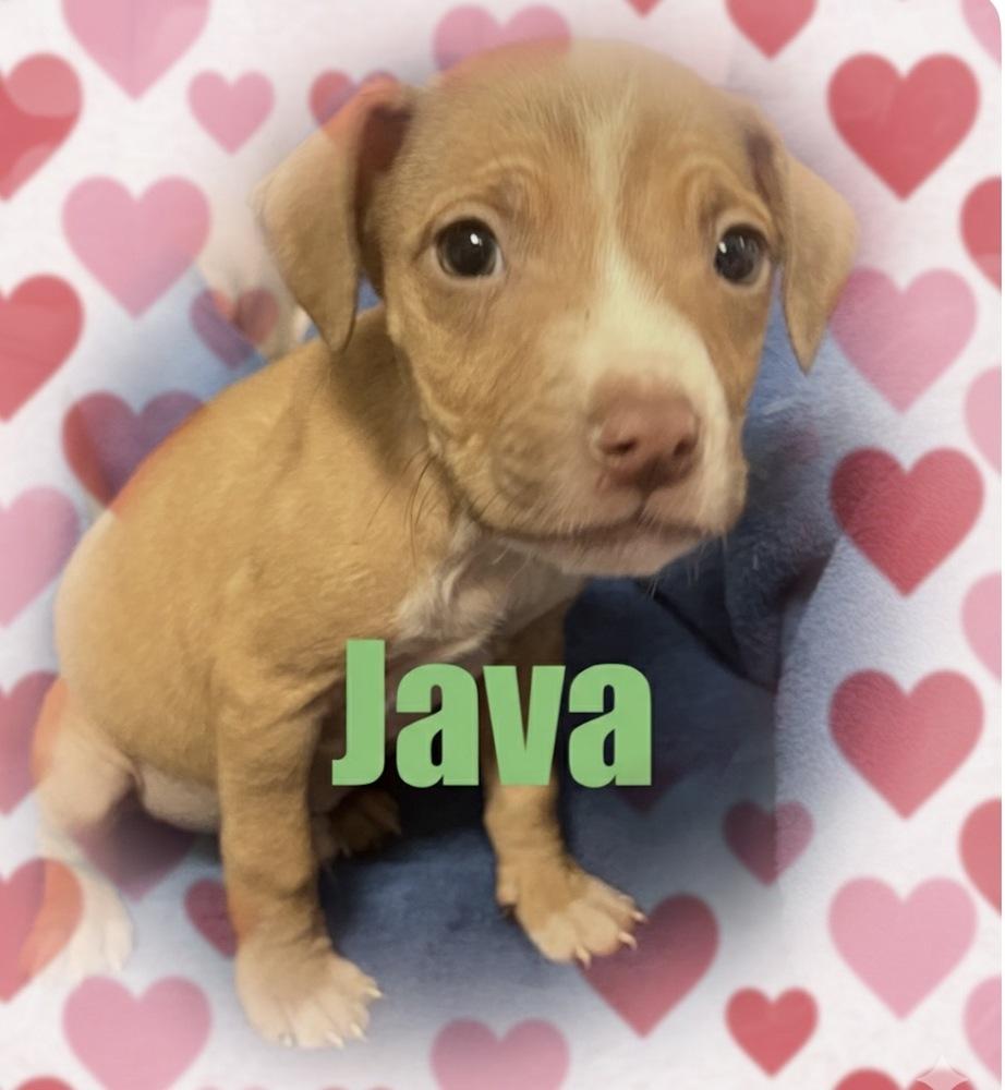Enlarge Java, a Adoptable mixed breed in Irwin, PA image 5/5