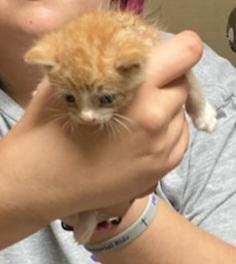 Enlarge Kade, an adopted Domestic Short Hair in St. Marys, WV image 1/1