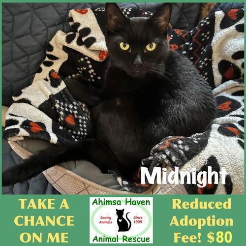 Midnight, a Adoptable Domestic Short Hair in Winchendon, MA image 1/2
