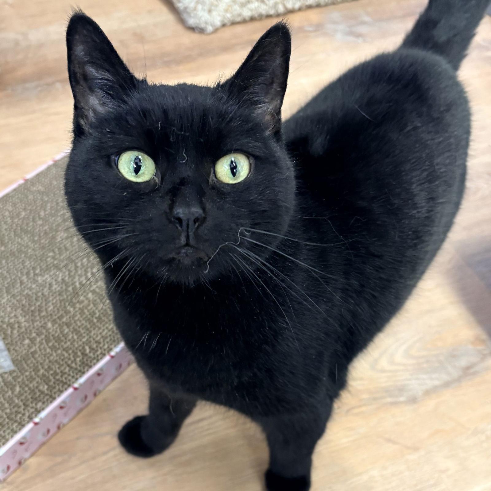 Enlarge Midnight, a Adoptable Domestic Short Hair in Winchendon, MA image 2/3