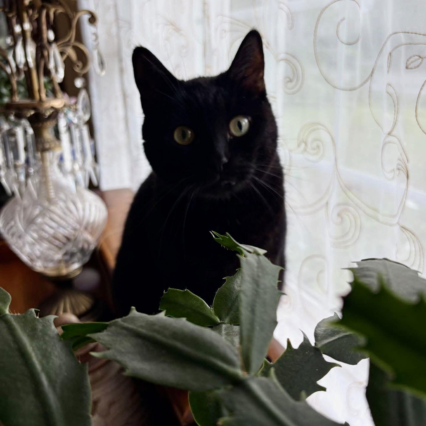 Midnight, a Adoptable Domestic Short Hair in Winchendon, MA image 2/2