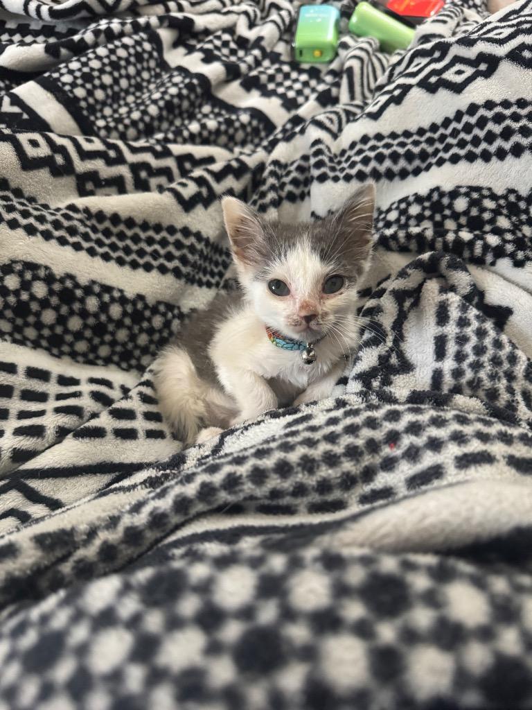 Sage, Adoptable, Kitten Female Domestic Short Hair.