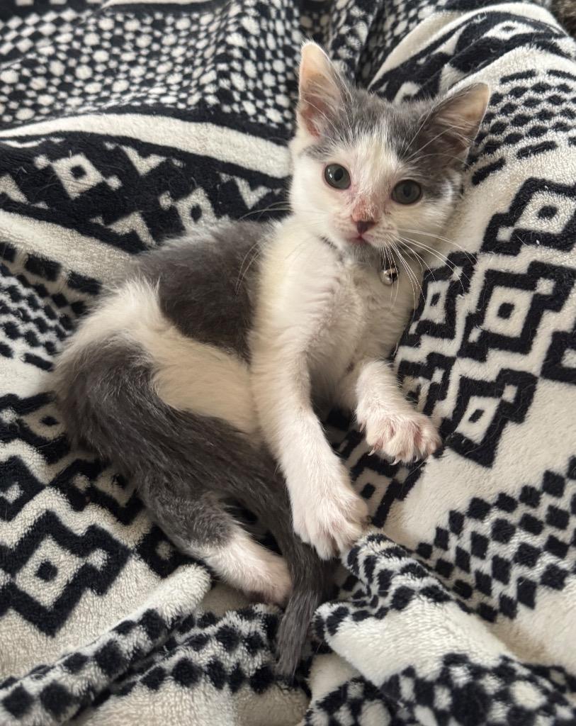 Sage, a Adoptable mixed breed in Johnson City, TN image 2/3