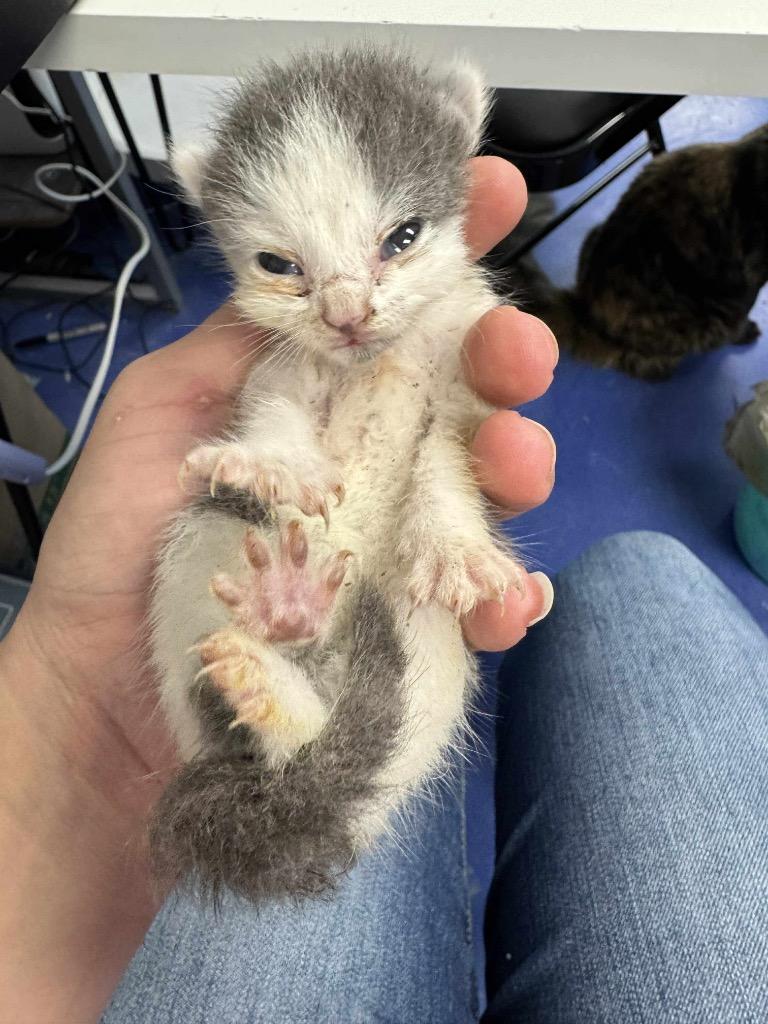 Sage, a Adoptable mixed breed in Johnson City, TN image 3/3