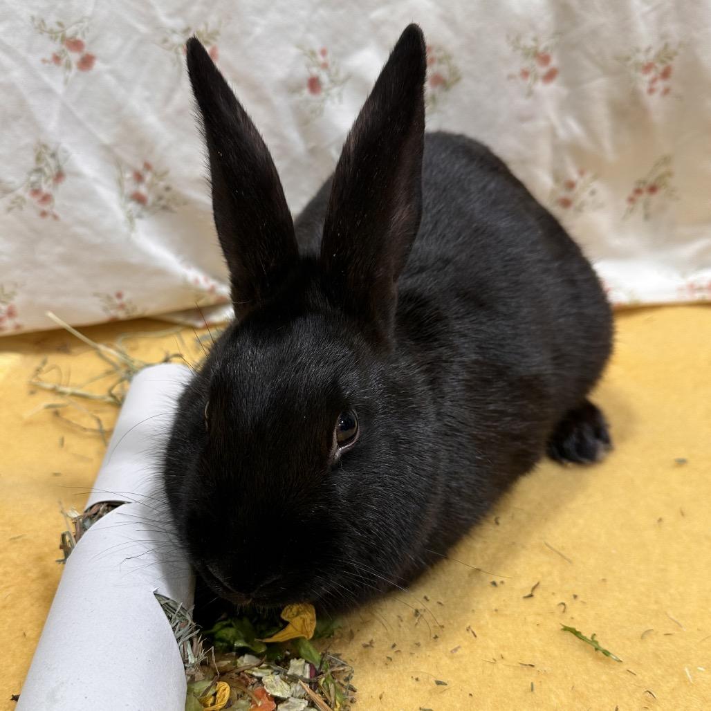 Zapdos, Adoptable, Young Female Bunny Rabbit.
