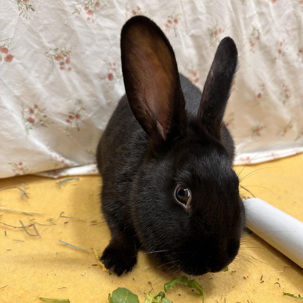 Zapdos, a Adoptable Bunny Rabbit in Puslinch, ON image 2/5
