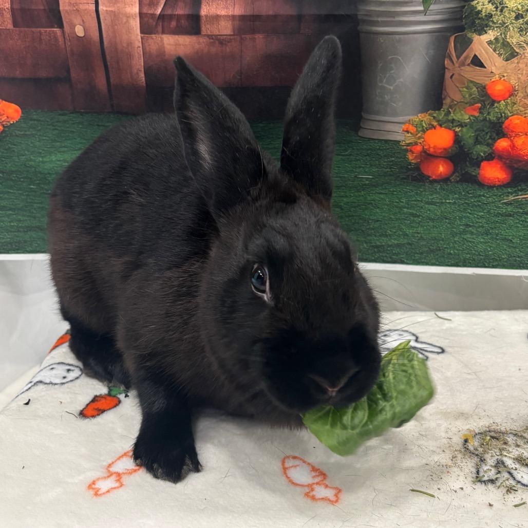 Enlarge Zapdos, a Adoptable Bunny Rabbit in Puslinch, ON image 3/6