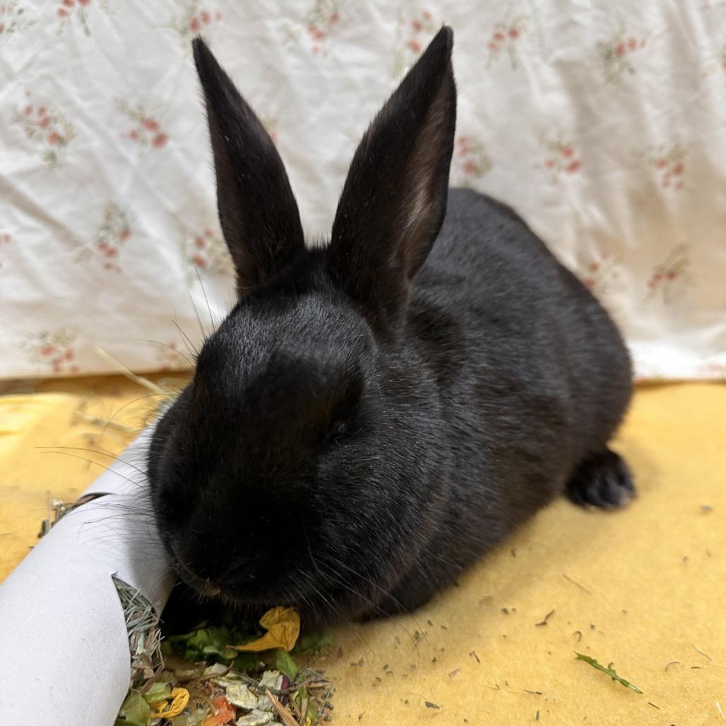 Zapdos, a Adoptable Bunny Rabbit in Puslinch, ON image 3/5