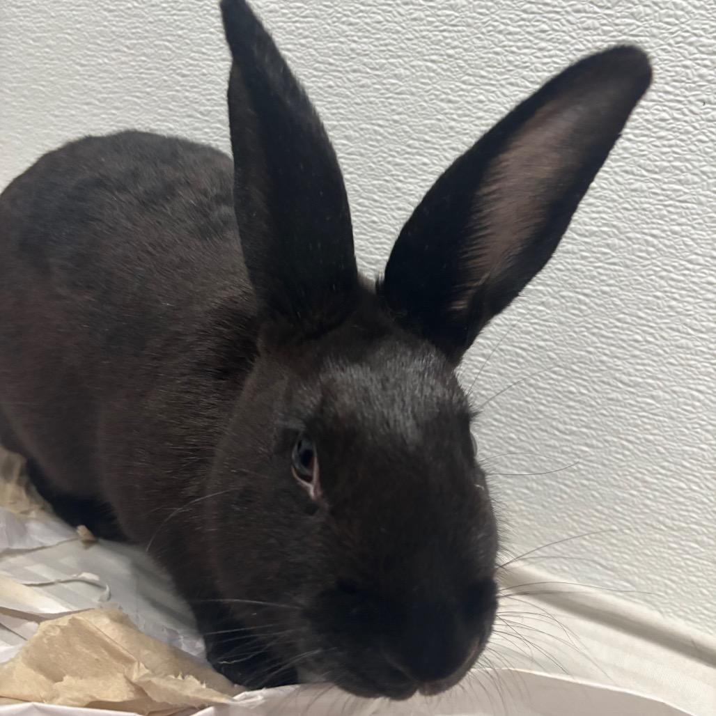 Enlarge Zapdos, a Adoptable Bunny Rabbit in Puslinch, ON image 4/6