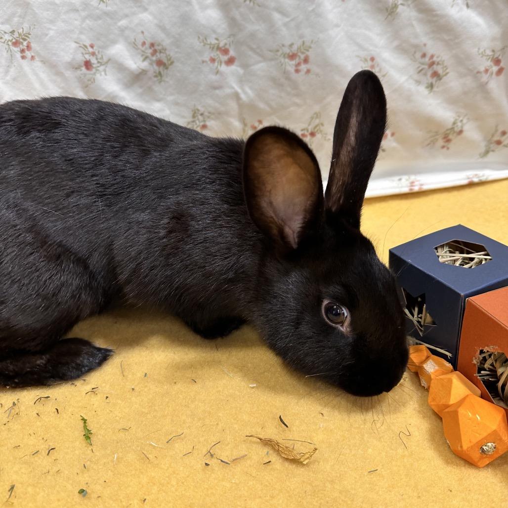 Zapdos, a Adoptable Bunny Rabbit in Puslinch, ON image 4/5