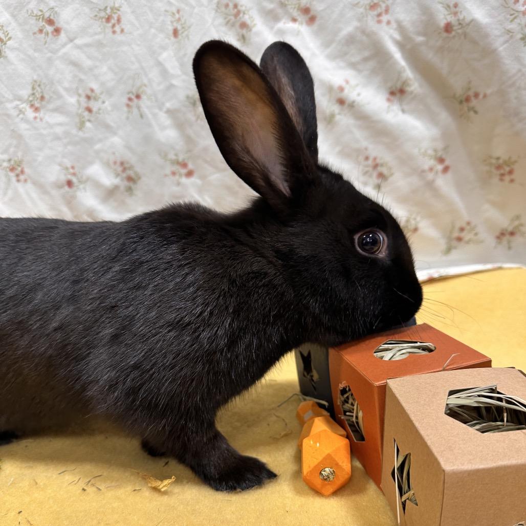 Zapdos, a Adoptable Bunny Rabbit in Puslinch, ON image 5/5