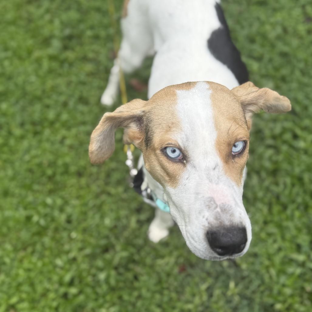 Blossom, a Adoptable Hound in Fairfax Station, VA image 1/5