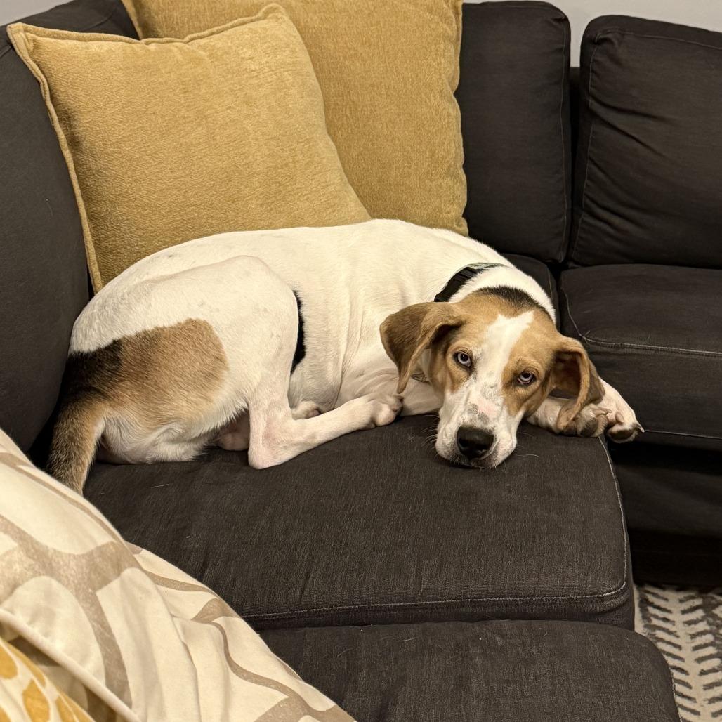 Blossom, a Adoptable Hound in Fairfax Station, VA image 2/5