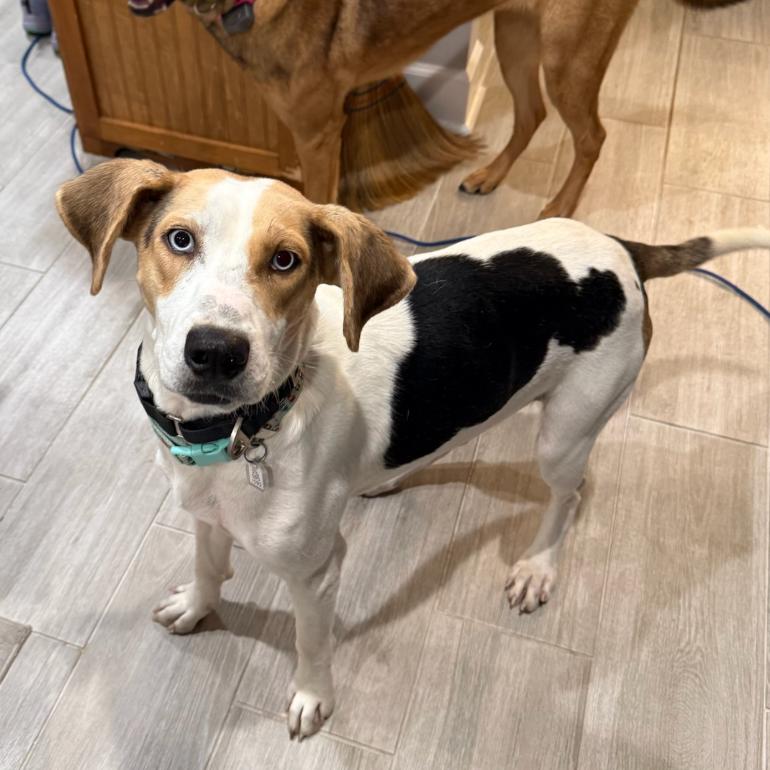 Blossom, a Adoptable Hound in Fairfax Station, VA image 4/5