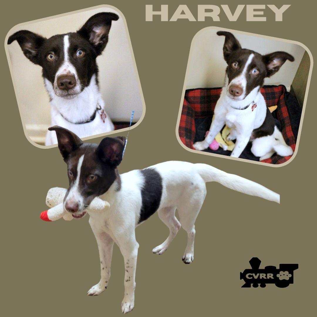 Enlarge Harvey, a Adoptable mixed breed in LINDSAY, CA image 1/1