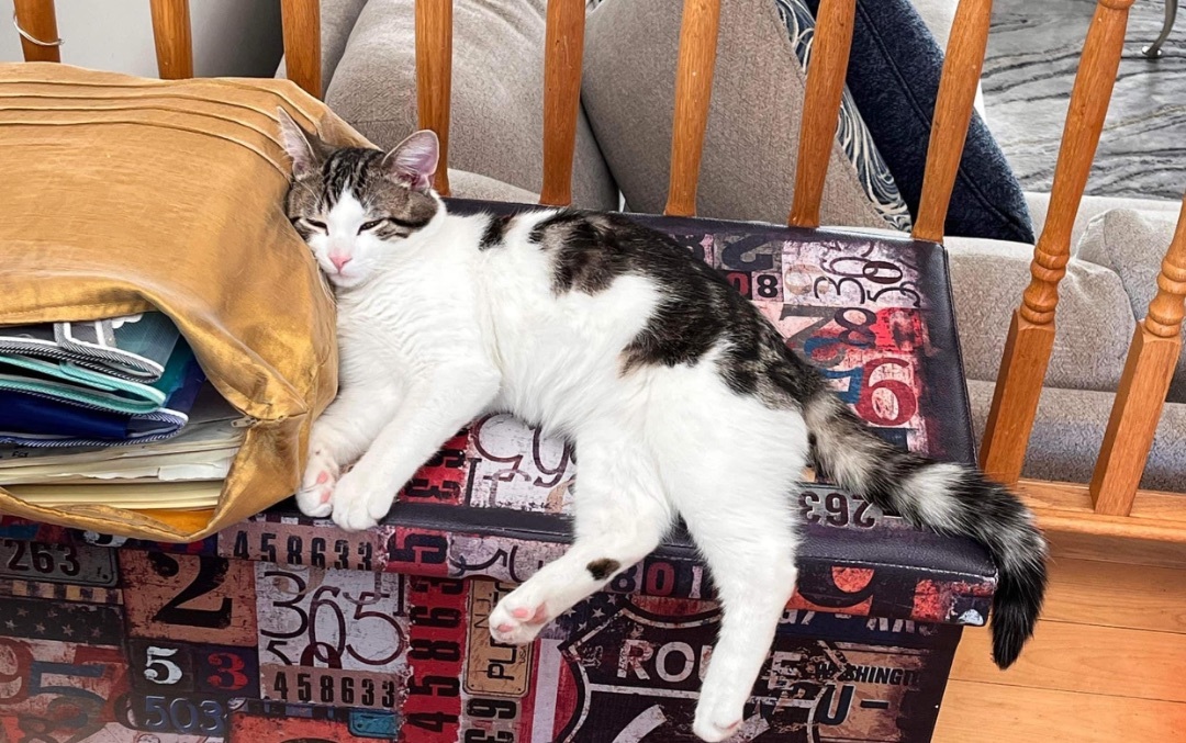 Enlarge Cupcake, a Adopted Domestic Short Hair in Munster, ON image 1/5