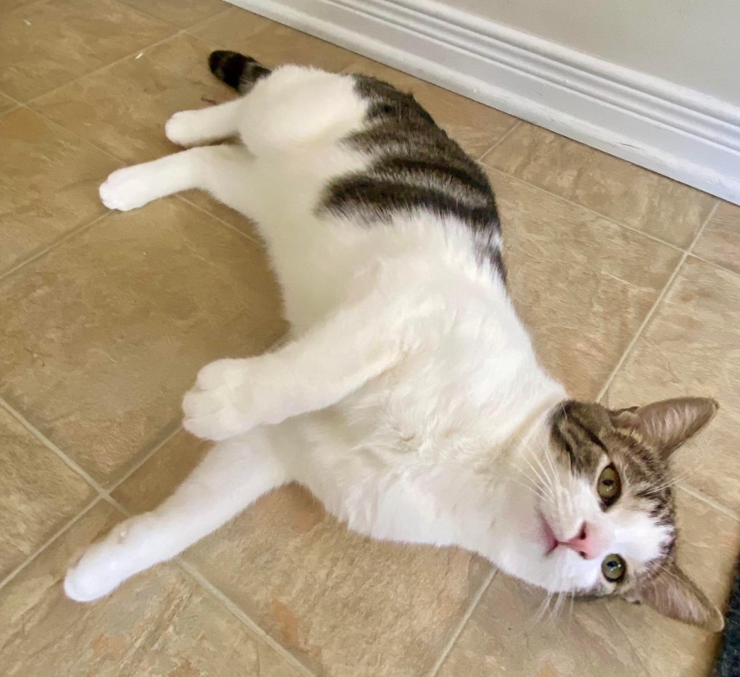 Enlarge Cupcake, a Adopted Domestic Short Hair in Munster, ON image 2/5