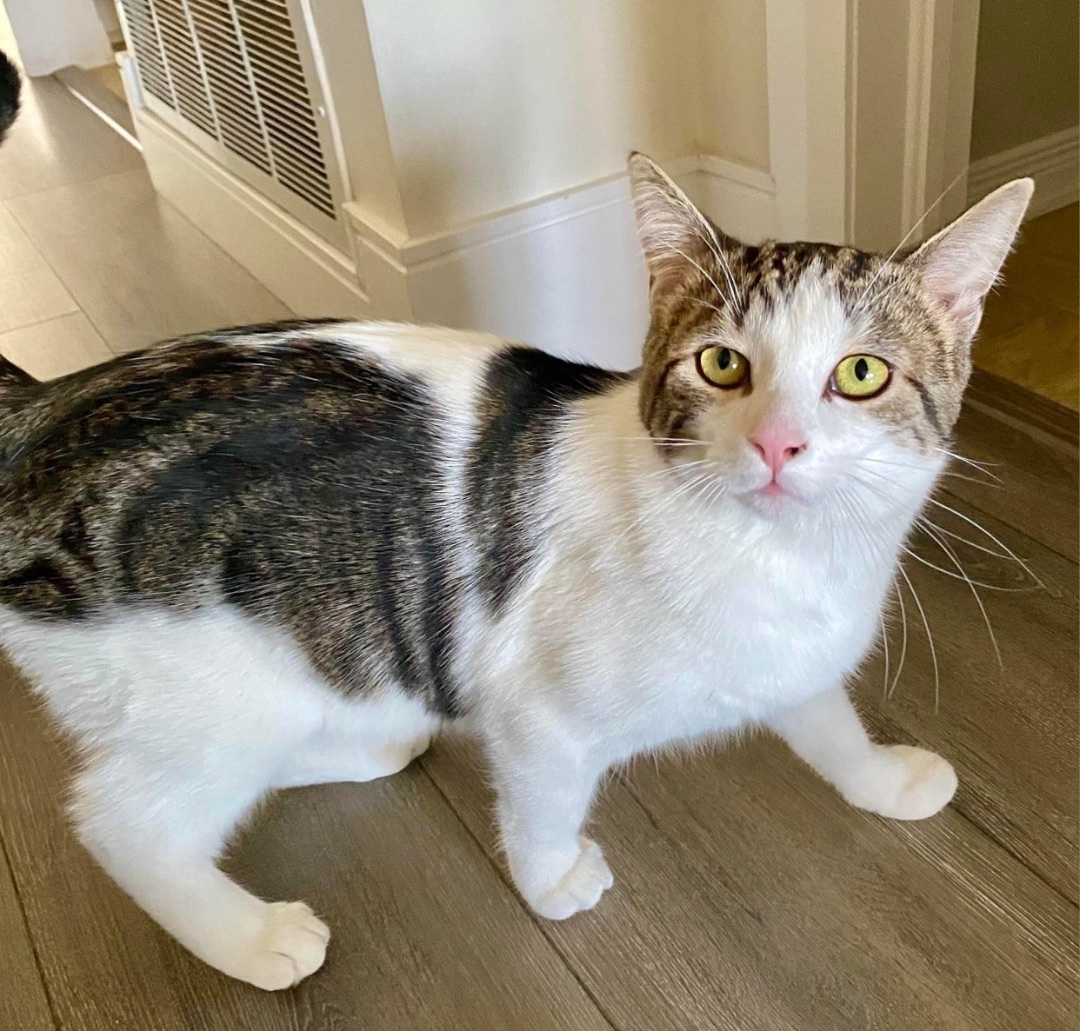 Enlarge Cupcake, a Adopted Domestic Short Hair in Munster, ON image 3/5