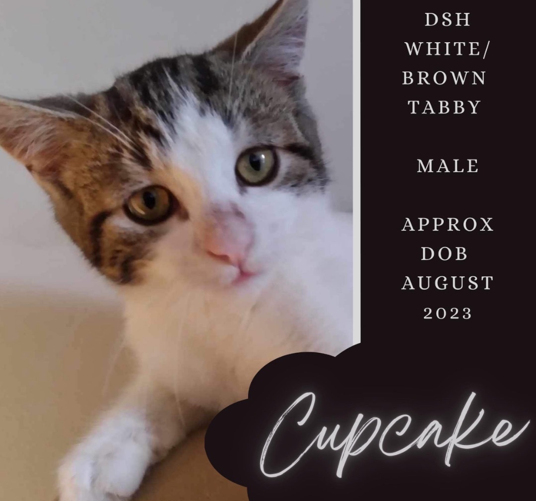 Enlarge Cupcake, a Adopted Domestic Short Hair in Munster, ON image 4/5