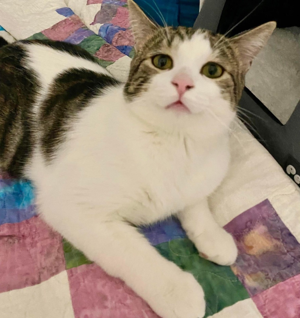 Enlarge Cupcake, a Adopted Domestic Short Hair in Munster, ON image 5/5