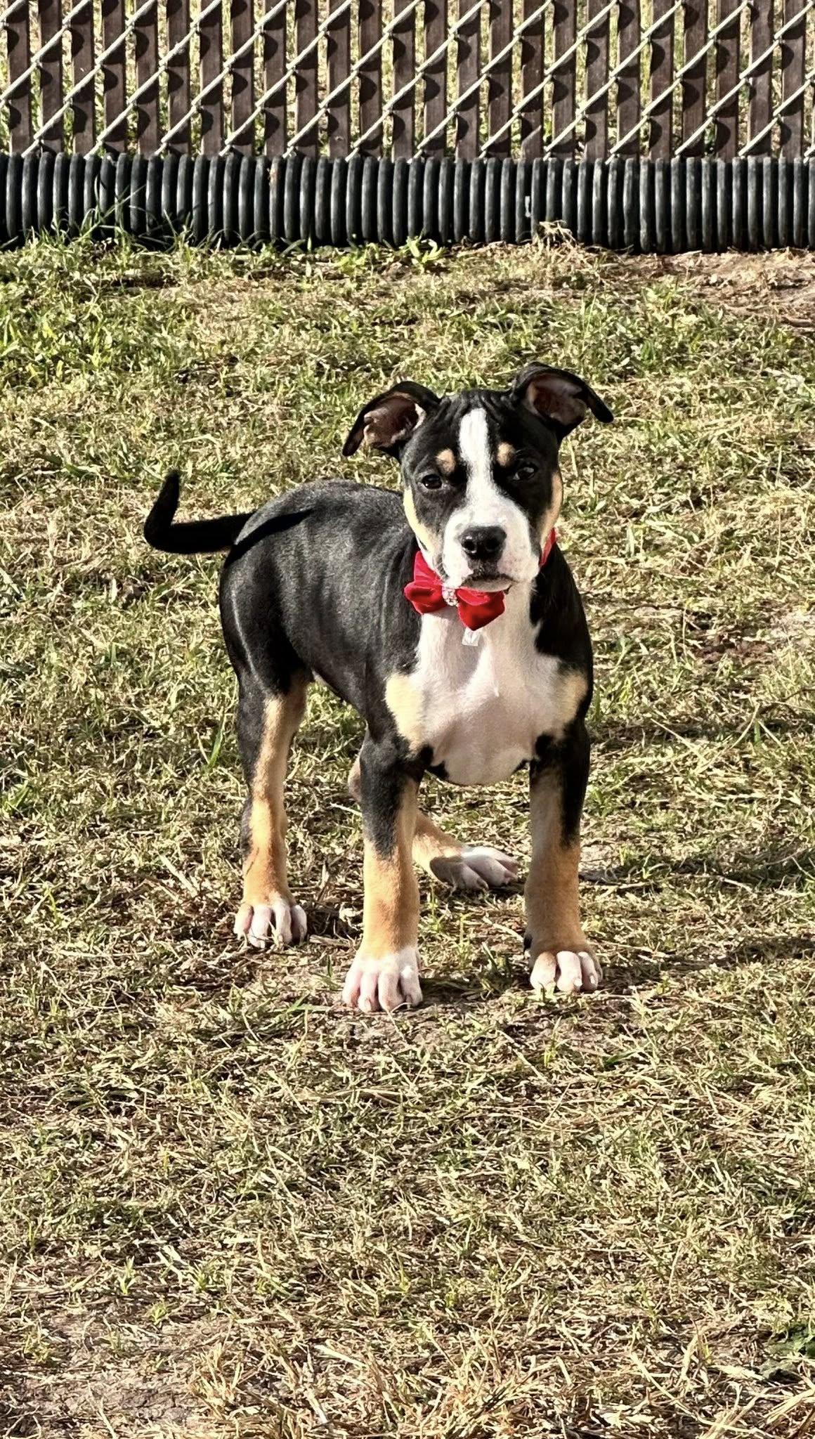 Ariel, ADOPTABLE, Puppy Female Pit Bull Terrier.