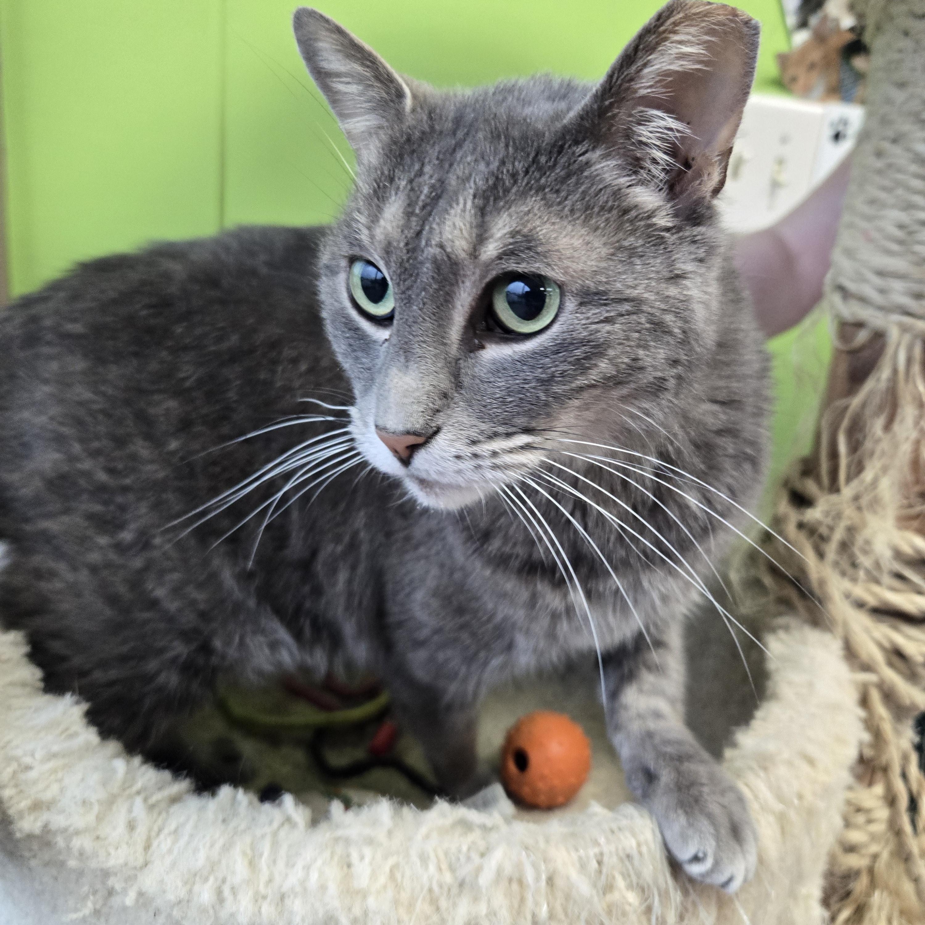 Dillamond, Senior Male Domestic Short Hair