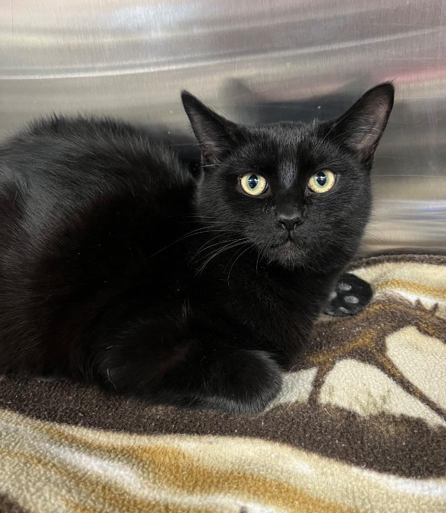 Edgar / AC 27099 B, a Adoptable mixed breed in Greeneville, TN image 2/3