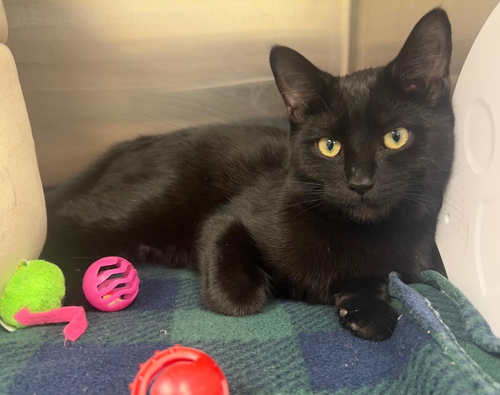 Edgar / AC 27099 B, a Adoptable mixed breed in Greeneville, TN image 3/3