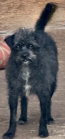 Enlarge cameo, a Adoptable mixed breed in lisbon, CT image 3/6