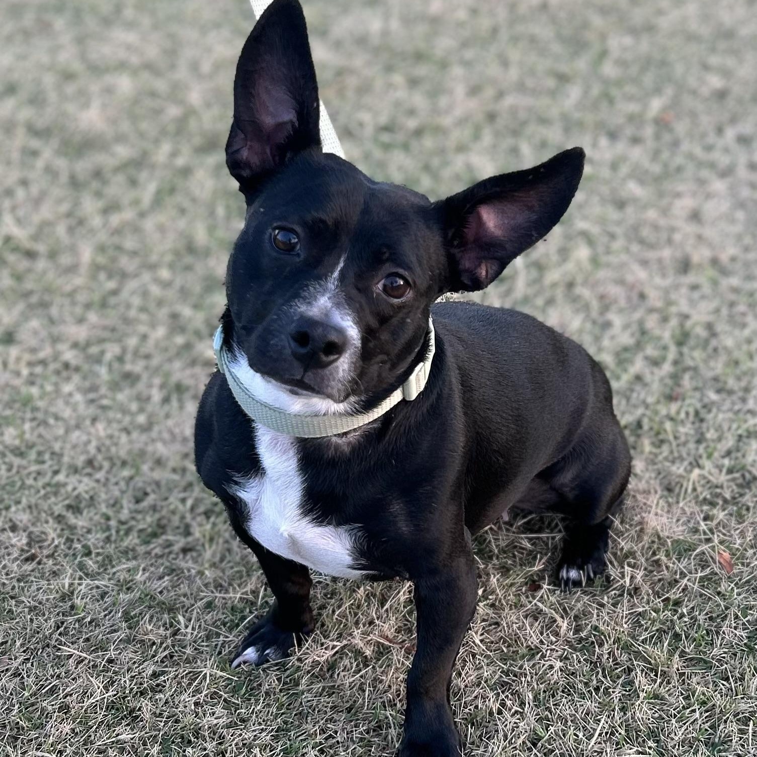 Pebbles, adopted, Adult Female Terrier & Dachshund.