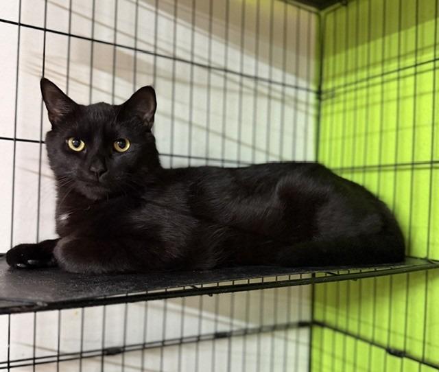 Ludahiss, Adoptable, Young Male Domestic Short Hair.