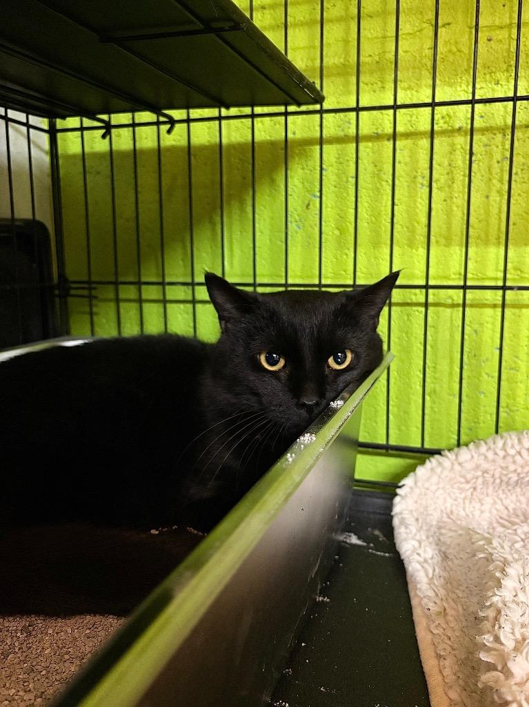 Ludahiss, Adoptable, Young Male Domestic Short Hair.