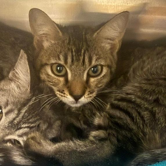Timmy, a Adoptable Domestic Short Hair in Las Vegas, NV image 2/4