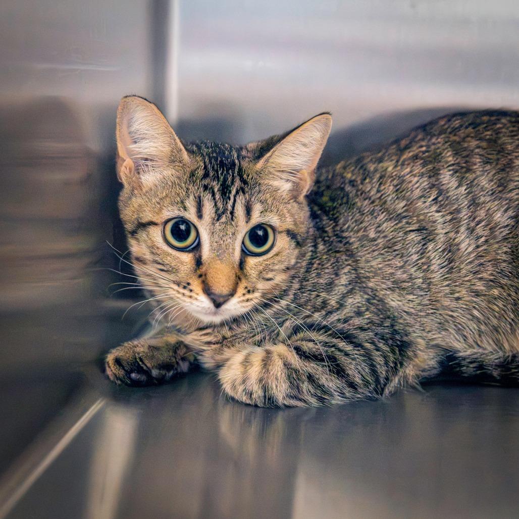 Timmy, a Adoptable Domestic Short Hair in Las Vegas, NV image 3/4
