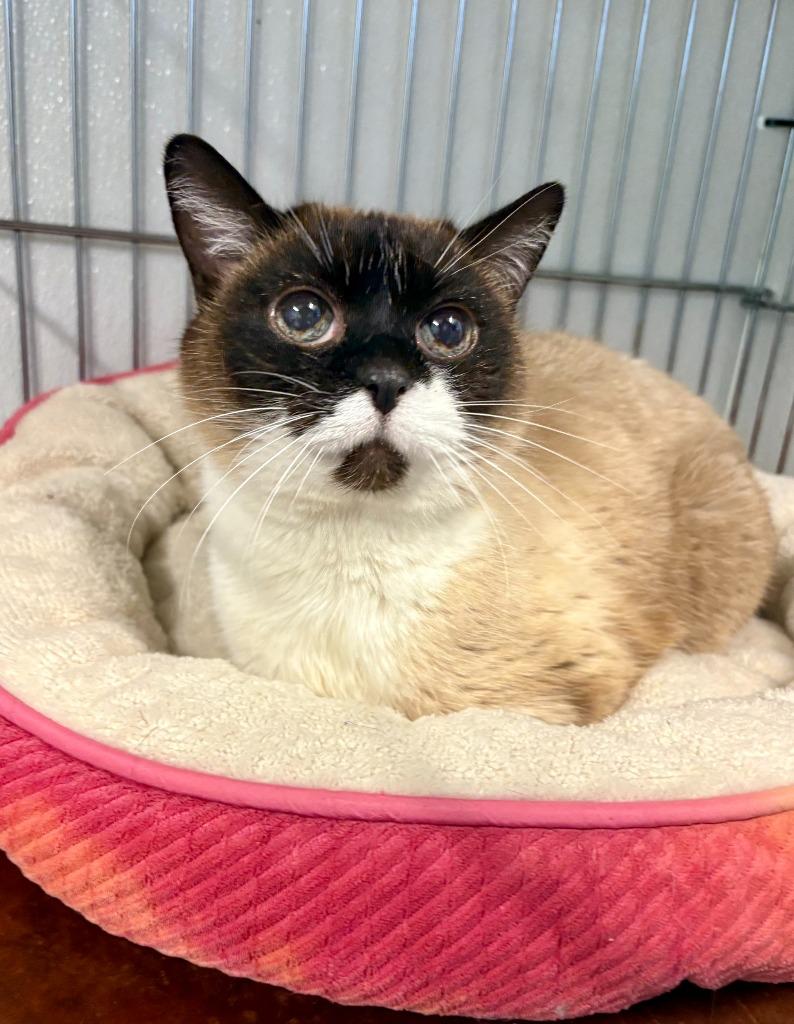 Gertie, Adoptable, Senior Female Siamese.