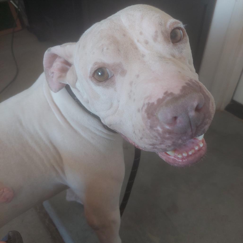 Bigsby, Adoptable, Adult Male Pit Bull Terrier & Shar-Pei.