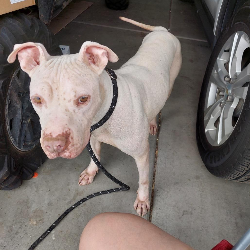 Bigsby, Adoptable, Adult Male Pit Bull Terrier & Shar-Pei.