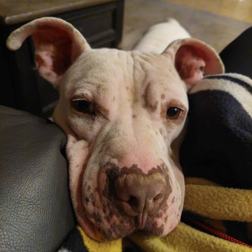 Bigsby, a Adoptable mixed breed in Phoenix, AZ image 2/6