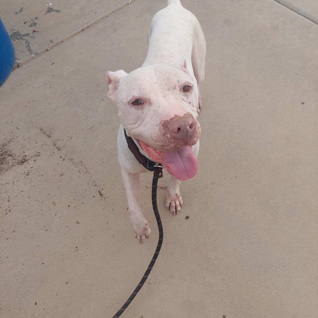 Enlarge Bigsby, a Adoptable mixed breed in Phoenix, AZ image 4/6