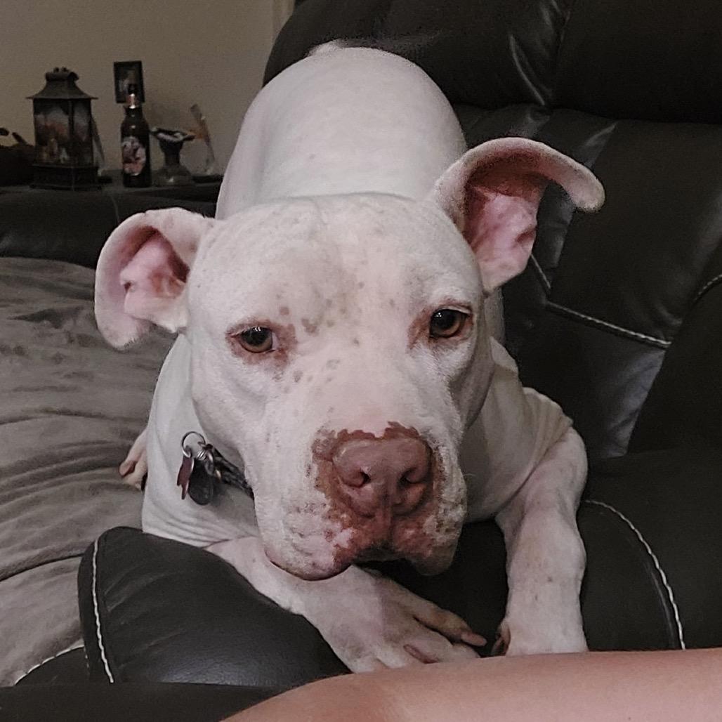 Enlarge Bigsby, a Adoptable mixed breed in Phoenix, AZ image 5/6