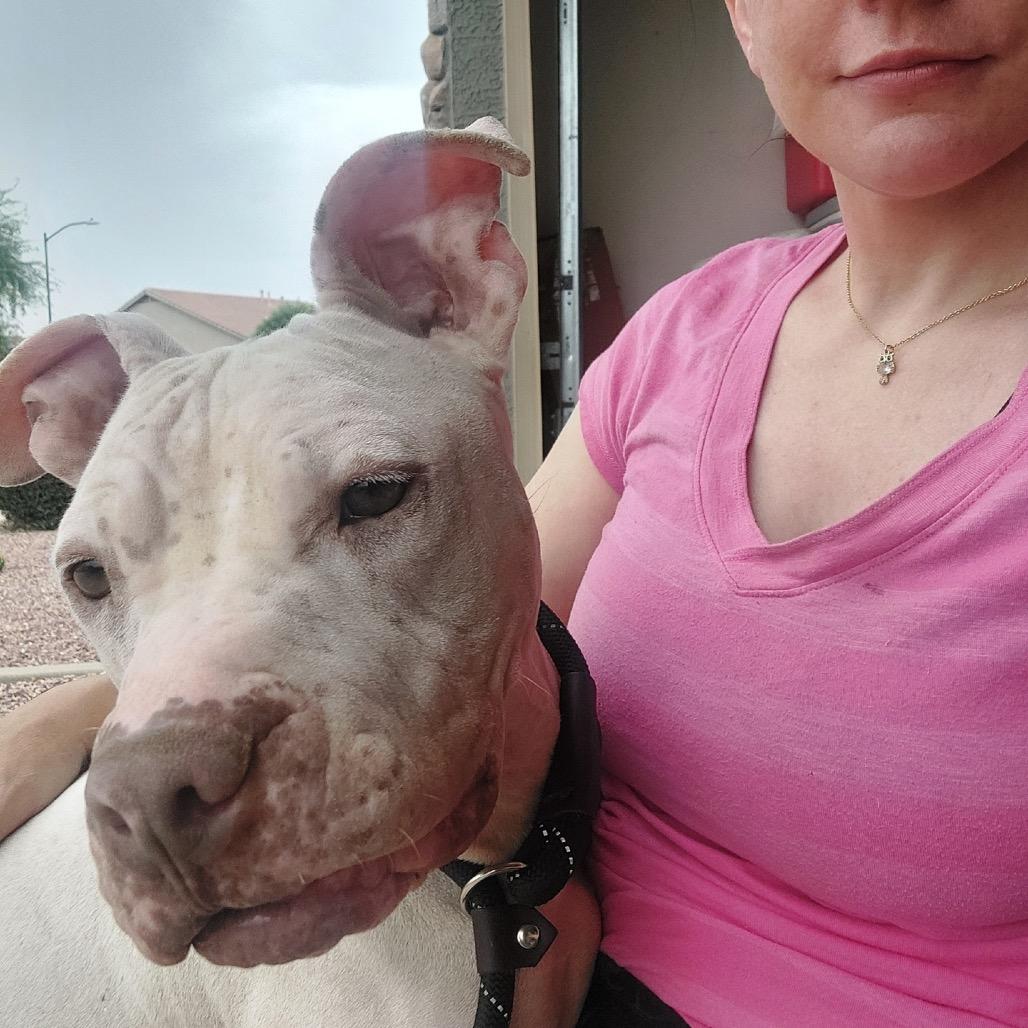 Bigsby, a Adoptable mixed breed in Phoenix, AZ image 6/6